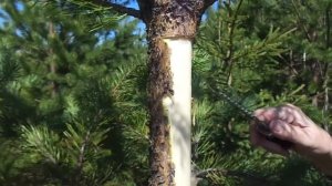 Сосновый сок.