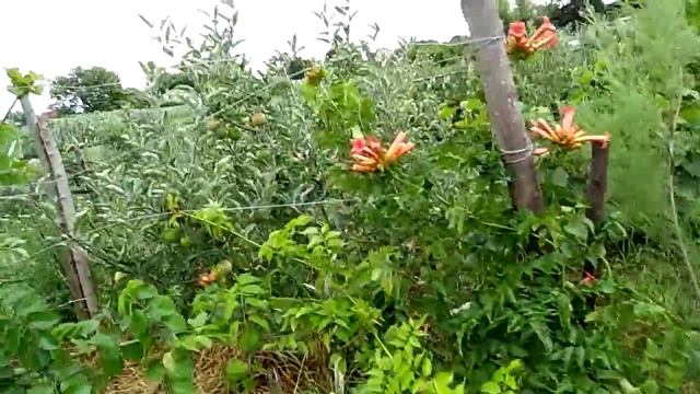 Декор саду.Тамарікс та Текома(Кампсис). смотреть онлайн