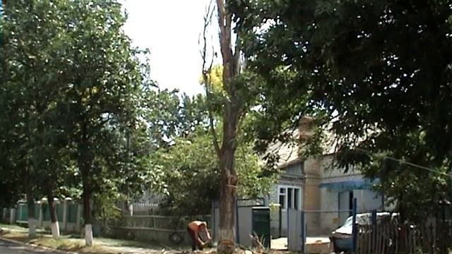 тополь в донецкой области