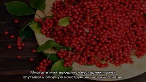Лимонник дальневосточный — выращивание и уход
Распространенные разновидности
