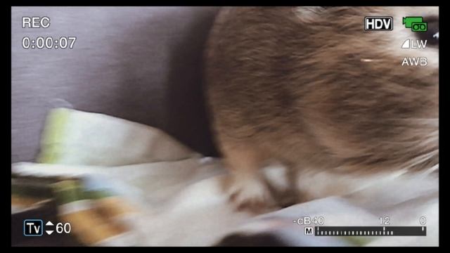 Камера наблюдения за Федей? смотреть онлайн