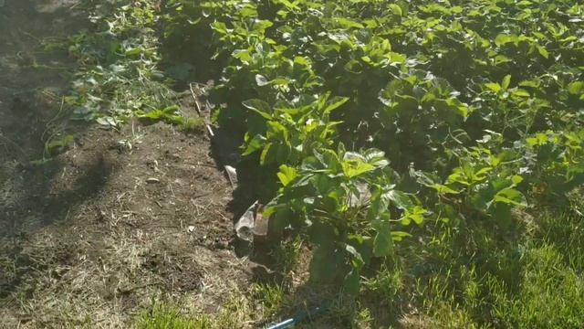 Уход за клубникой во время забора ягод смотреть онлайн