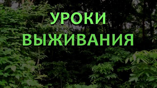 This is Хорошо #273 Гигантский водяной клоп ~Ж~ смотреть онлайн