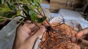 Training nursery plant into bonsai - Ficus Retusa