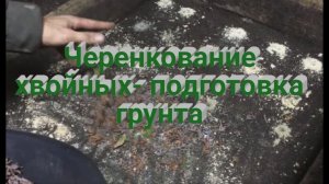 Как подготовить грунт для зимнего черенкования хвойных растений зимой? Хвойный опад