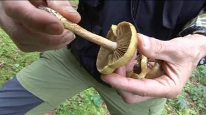 Cortinarius Venetus @ Conoscere i funghi 09.10.2014