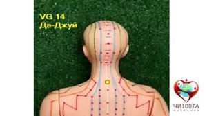 Урок 24. Зоны: «Седьмой шейный позвонок», «Второй шейный позвонок».