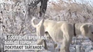 Тайган- древняя порода.