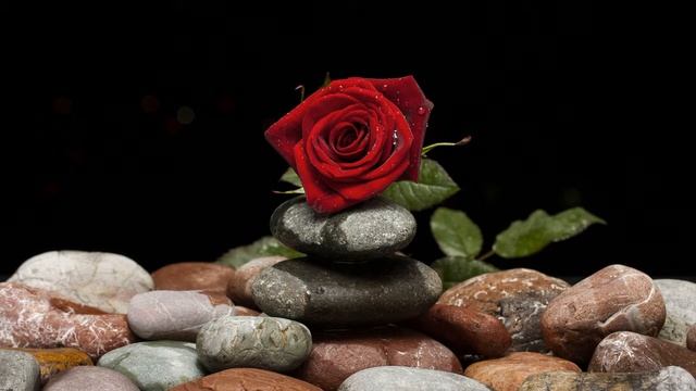 Картинка цветок. Красивая красная роза, лежит. Imagine floare. Trandafir rosu frumos, minciuni смотреть онлайн