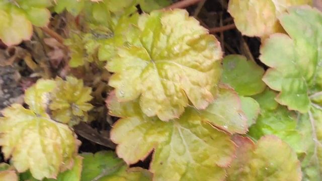 Как выглядит гейхера Sweet Tart весной смотреть онлайн