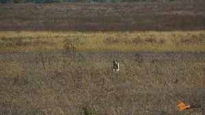 Состязания собак [Фазан "2019"] РОО КРООР Полевые испытания легавых