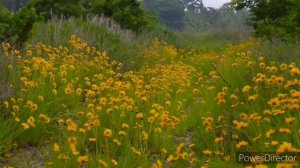 Beautiful Nature Flowers