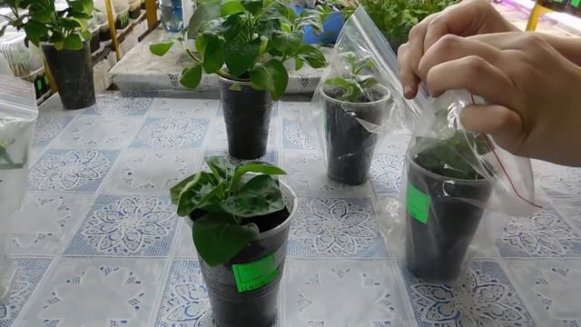 ???ЛУЧШИЙ СПОСОБ ВЫРАСТИТЬ ПЕТУНИЮ ! Как быстро получить цветущие растения