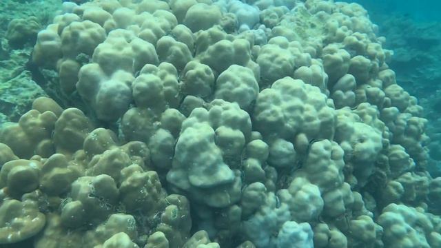 Снорклинг с Андреем Андронычем на Краби!снято на iPhone XS max! смотреть онлайн