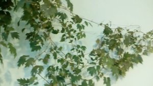 Бугенвиллия и Цыссус ромболистный 2017  # комнатные цветы # цыссус# бугенвиллия