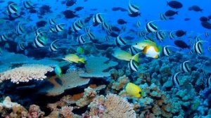 Great Barrier Reef Australia Travel Video