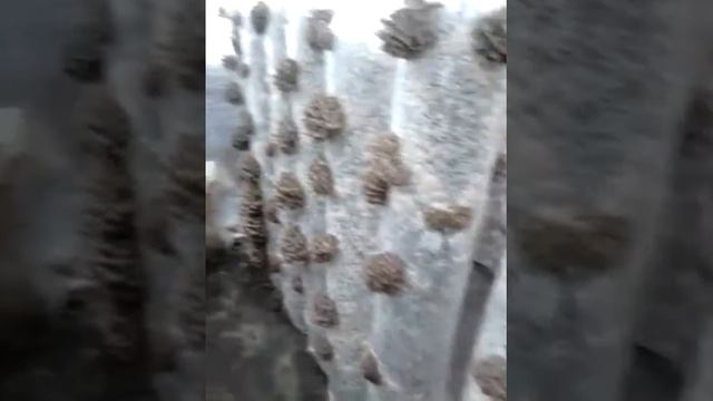 Выращивание грибов вешенка зимой в теплице