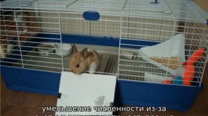 Сколько живут кролики