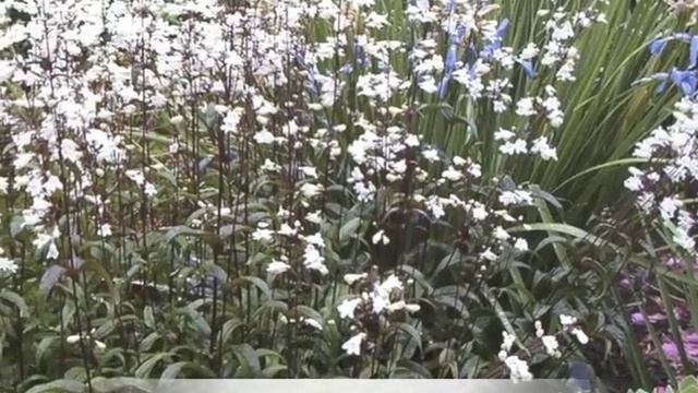 Penstemon digitalis Husker Red Beardtongue смотреть онлайн