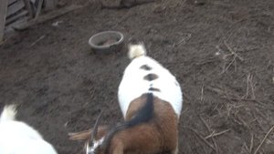 ЛЫСЕЕТ КОЗА. Почему у козы выпадает шерсть