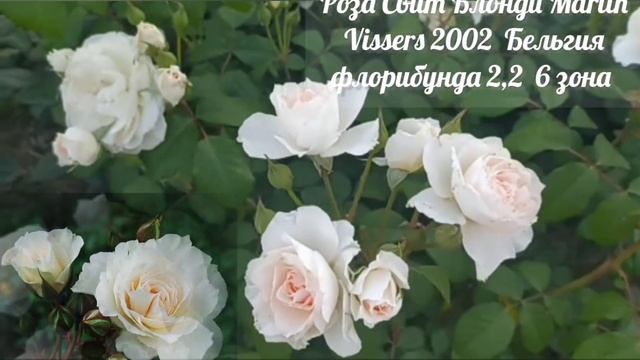 Роза ?Свит Блонди ?Sweet Blondie ® Martin Vissers 2002 флорибунда ОБИЛЬНО-ЦВЕТУЩАЯ?❤❗ Хочу ее в ?са