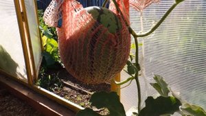 Выращивание арбуза в мешке.