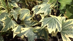 Hedera helix ´Yellow Ripple´