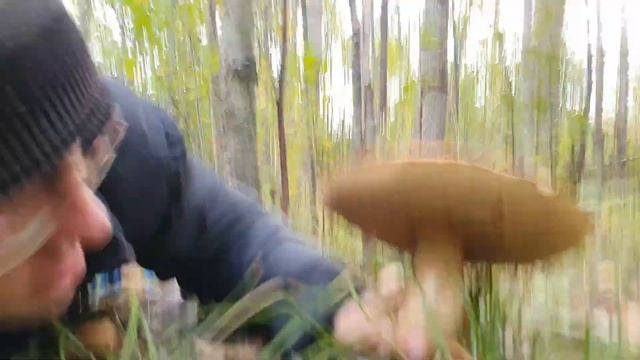 Волшебный лес Карелии  часть 1- грибная