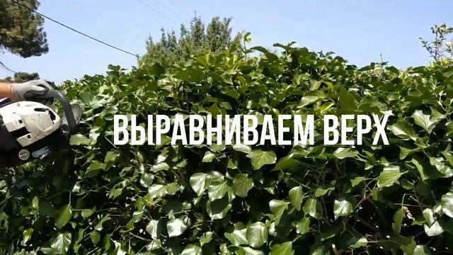 Живая изгородь из плюща!!!