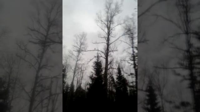 Заметки охотника. Капалуха.