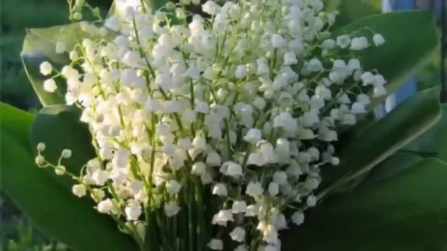 Dark Ducks - песня Ландыши(на японском)