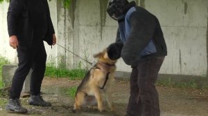 НЕМЕЦКАЯ ОВЧАРКА. Особенности породы