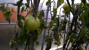 Первый заморозок и что в теплице