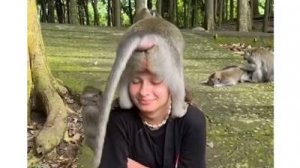 Обезьяны окружили девушку (uu)