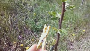Формирование кроны плодовых деревьев с помощью прищепки.