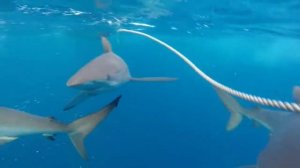 АКУЛЫ ГАЛАПАГОСЫ HD