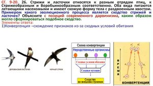 ЗАДАНИЕ 2 ЧАСТИ ПО ЭВОЛЮЦИИ ПРО ЛАСТОЧКИ И СТРИЖИ