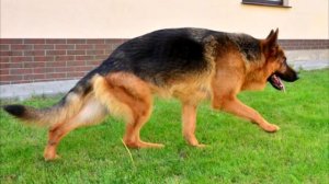 Немецкая овчарка 10 недостатков породы, о которых умалчивают заводчики