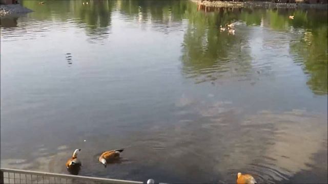 Пернатые водоплавающие жители Московского зоопарка