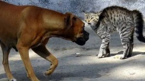 Кошки vs Собаки кто кого? Смешные кошки и собаки