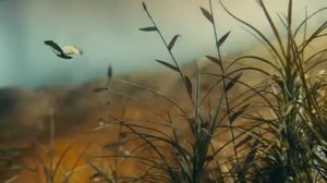 2010 год   Гадкий утенок