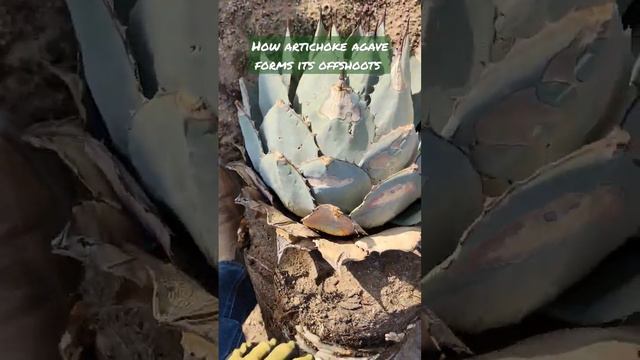 How artichoke agave forms its offshoots #agaves #farmer #plants