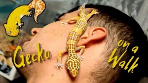 Геккон на прогулке