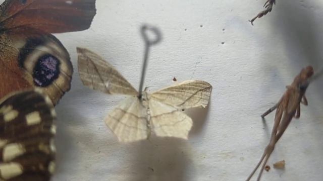 МОЯ КОЛЛЕКЦИЯ НАСЕКОМЫХ. ВИДЫ. РАССКАЗ. смотреть онлайн