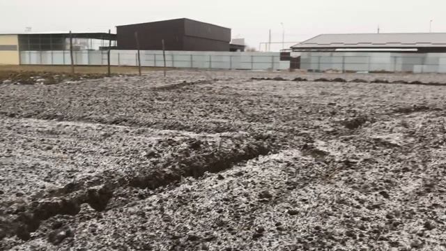 Высадка малины с маточного корня. Супер способ!.mp4