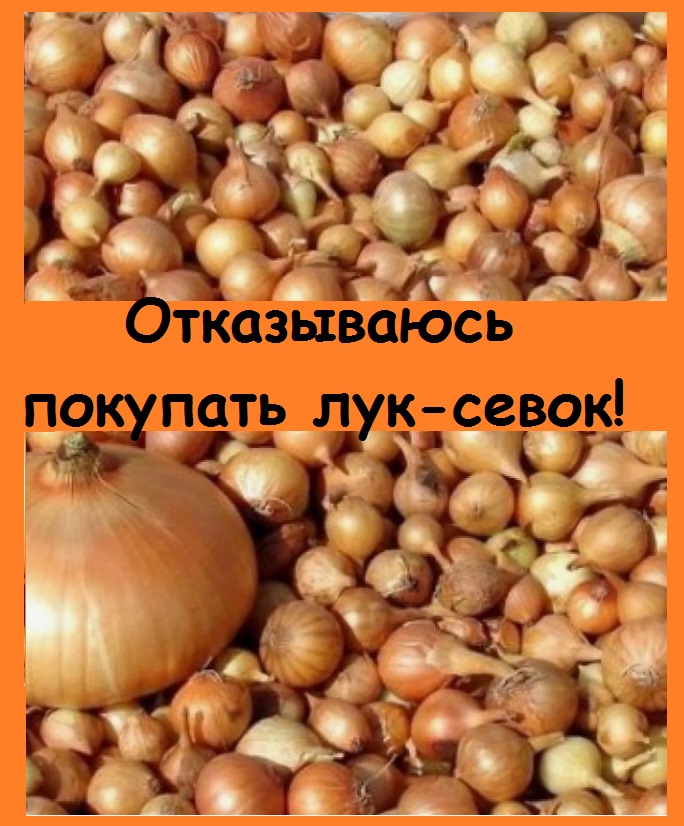 Лук-севок такой дорогой, что смысл его выращивания совершенно теряется - проще купить готовый !