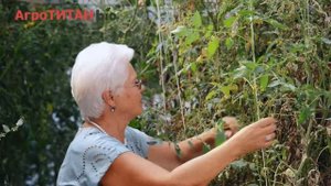Сотовый поликарбонат Агротитан БИО