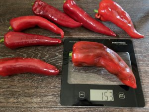 Урожай перца из своих семян. 17 сентября 2023 года.