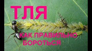 Тля на розах? Начинать надо с муравьев!