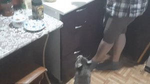 Самый большой кот в мире